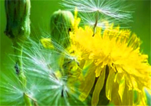 食物|女性不想显老,多吃以下4种食物,延缓衰老,排毒养颜又瘦身