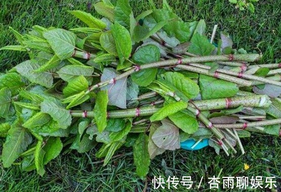 生命力|院子里长出这5种草，看到就铲除别犹豫，留下会“后患无穷”