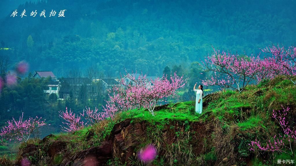 《重庆秀山的坪南桃花盛开了》