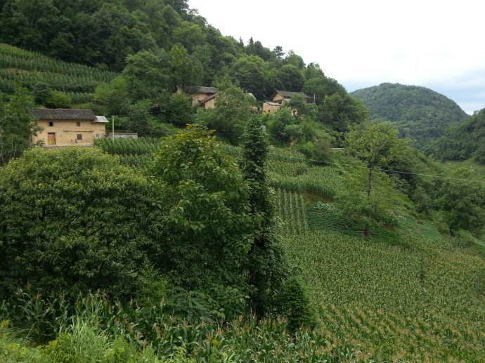 简明中医皮肤病学|大山里流行的“风疹方”!两味药,治荨麻疹随手就用,药廉效不廉