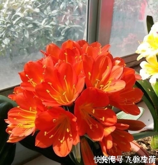 这5种花,不要钱也不能养,全都有毒,养了后悔都来不及