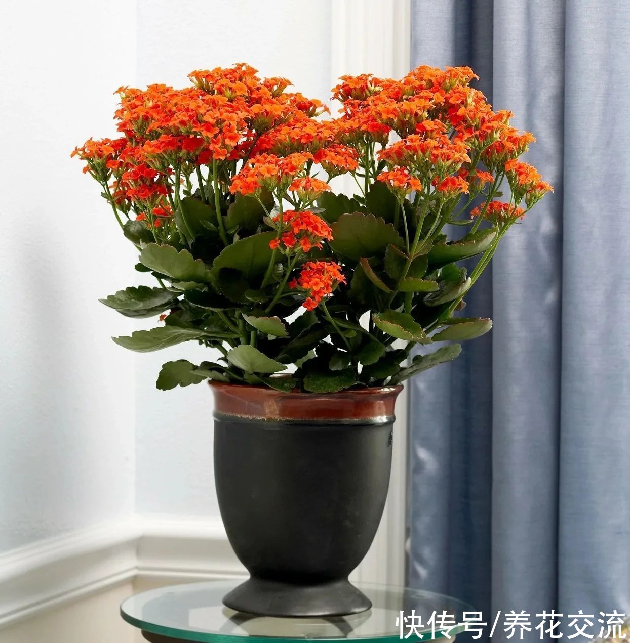盆栽|好养且容易开花的多肉长寿花，阳光不足可真养不好它