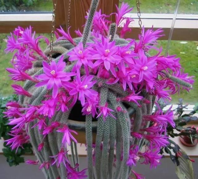 院子|别养多肉了，养盆“白檀”花，样子似毛毛虫一样，还能开红花