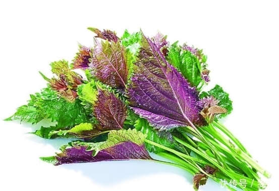 農村|農村這種常見野菜,老人最愛吃,能散寒理氣、止痛清痰,你吃過嗎