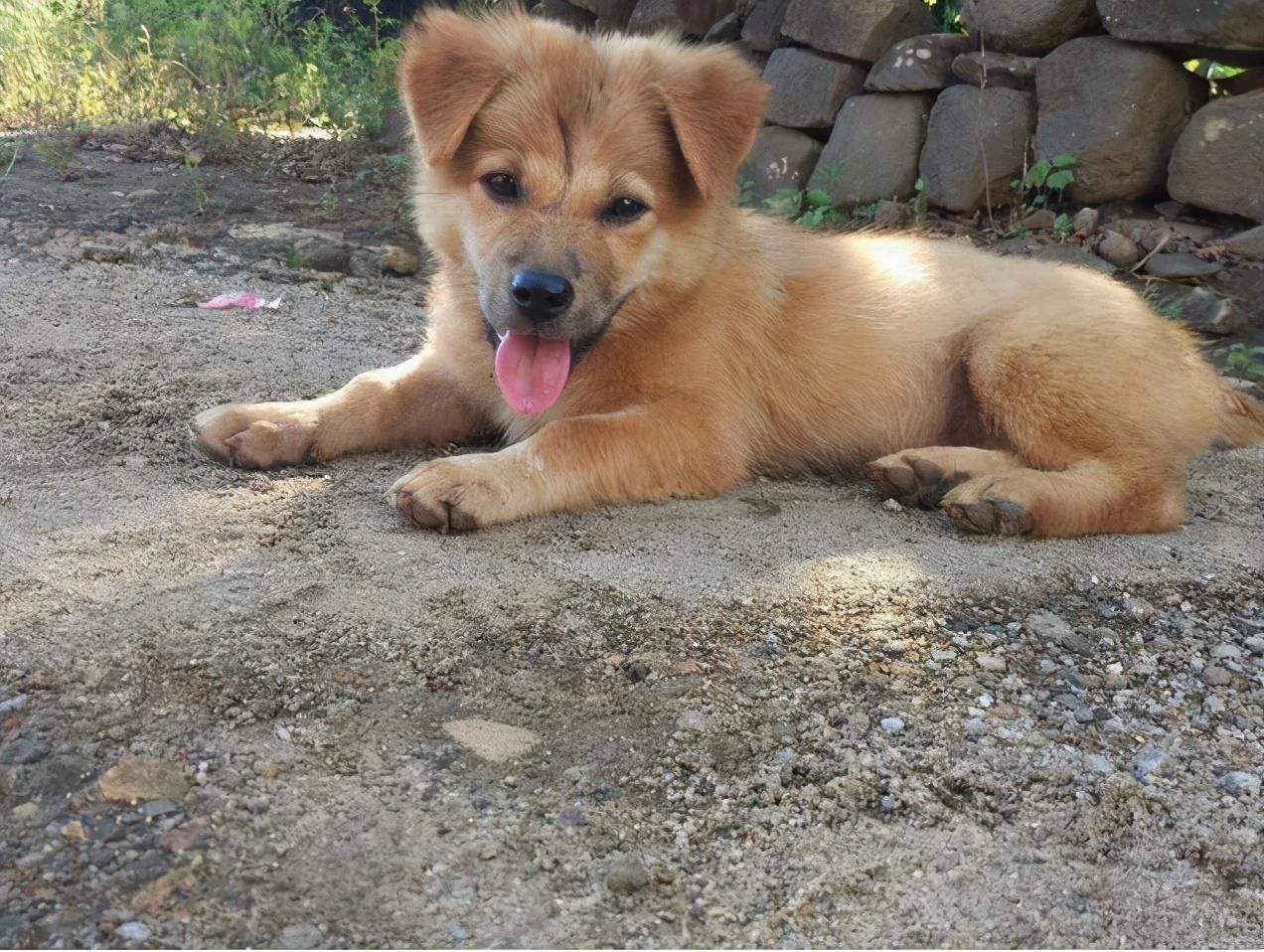 a656|农村俗语“五喜不请自来,家中能人辈出”,分别是指哪五喜?