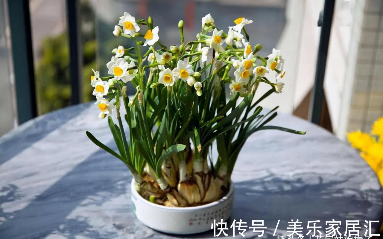 这6种花卉是“一次性的”，虽然不舍，但开完别再浪费时间去养