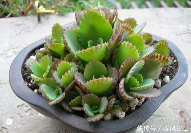 家里养4种花,叶子掉盆里,15天生根发芽,1盆能变20盆,好养活