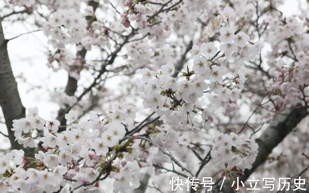 缺德商贩，把“绿化草”包装成“进口花”来卖，上当的人真不少