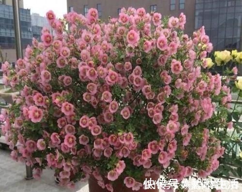 花期|花期最长的4种花,一年不停歇开花,快看看你养过没?