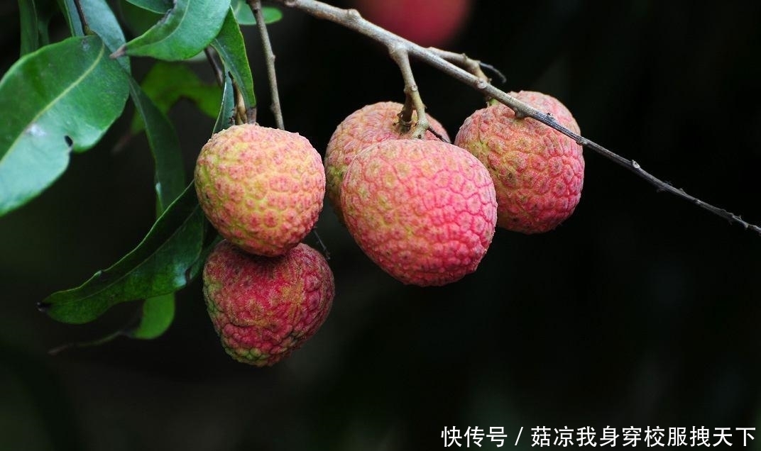 眼下正是吃荔枝的季节 如何能忘记苏东坡的这首著名宋诗 全网搜 眼下正是吃荔枝的季节 如何能忘记苏东坡的这首著名宋诗 全网搜