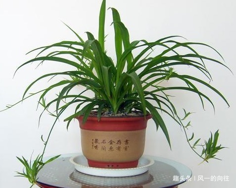 有钱人在客厅都喜欢养这三种绿植，既招财又能接好运，吸甲醛一流
