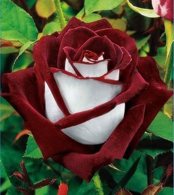 喜欢养花,就养盆“珍稀玫瑰”奥西利亚玫瑰,优雅外在,纯白内心