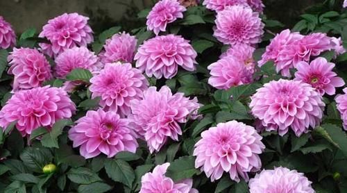 马鞭草|阳台再小,也要养2种花,耐寒又耐热,简单好养,美丽浪漫!