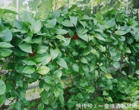 绿萝|4种花给点水就呼呼长,不仅名字好听,花也超美,漂亮好养!