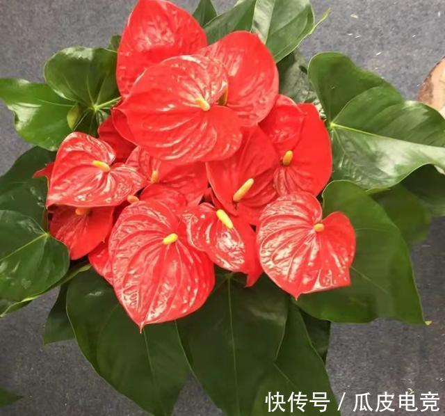 散光|这4种漂亮的花，有点散光就能开得灿烂，天冷也不怕