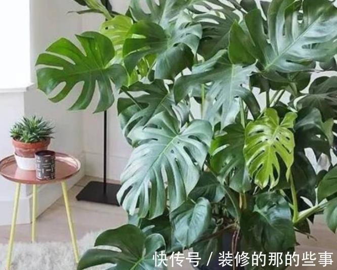 虎皮兰|4种花是“真酒鬼”，7天喝一勺，叶子油绿开花艳丽，比花肥好使