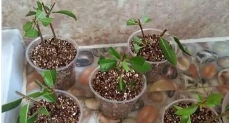 3种“花”快入盆，一插就活，7天生白根，开花不断，家里飘满香