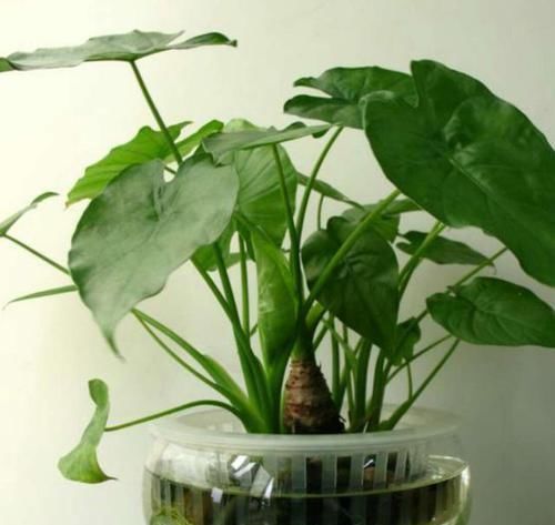 家里万万不要养这几种植物,有钱人送他都不会要,知道晚了