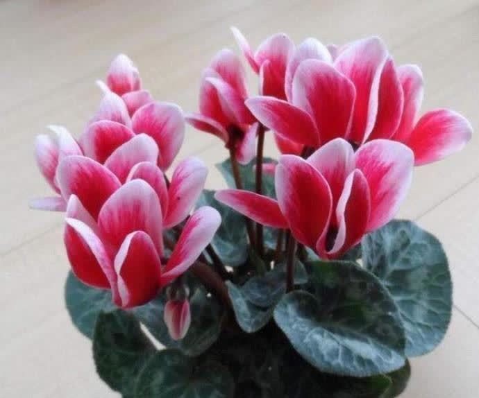 3种花谁养谁喜欢,比玫瑰还漂亮,香气浓郁,花期长,还很好养护!