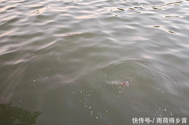 钓鲤鱼不需要太多料混合,配对这两种料,一年都不用换了