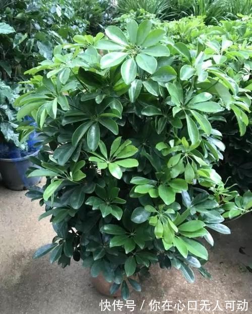 养花|6种观叶植物，客厅养一盆，绿意盎然，充满生机，不开花也好看！