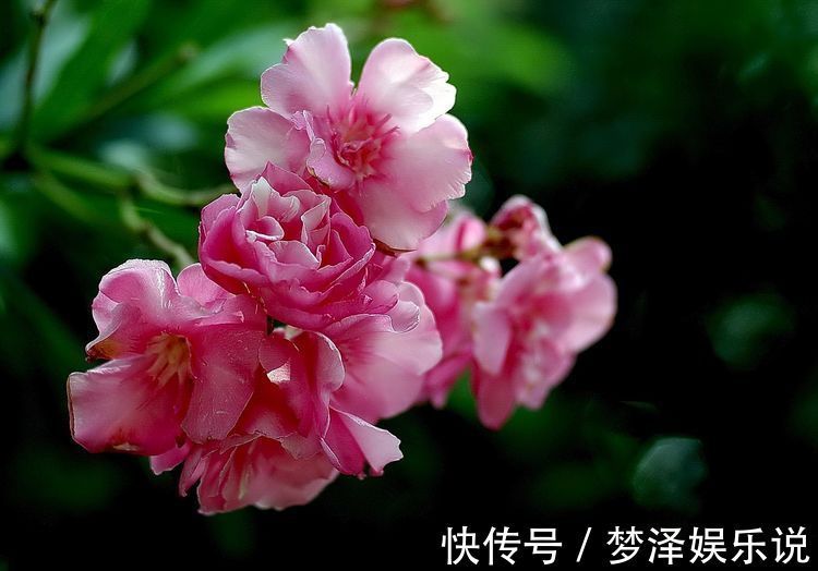 夹竹桃|此花花色艳丽,花期长,最适合道路绿化的选择