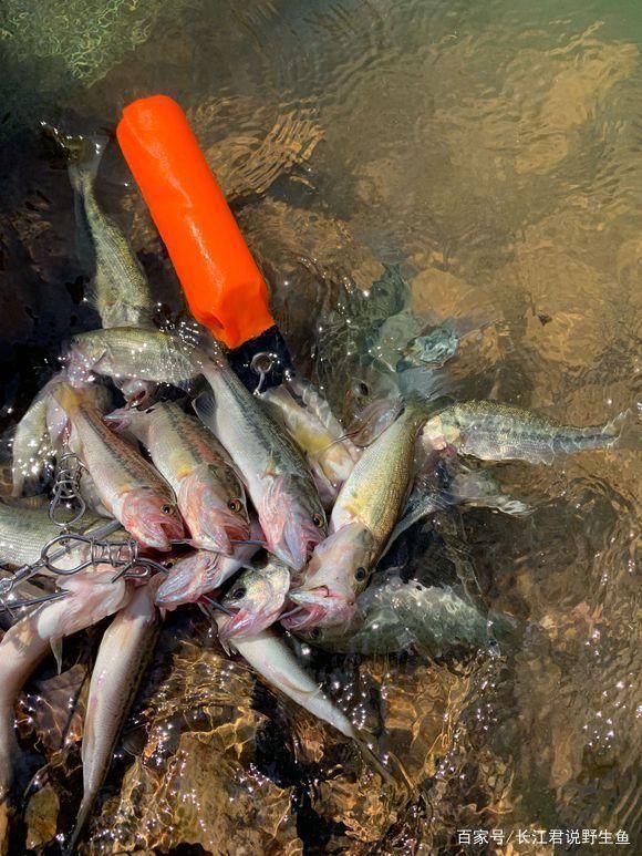 小知识|珠江水浅,有人钓起一大堆“假鱼”,价值千元