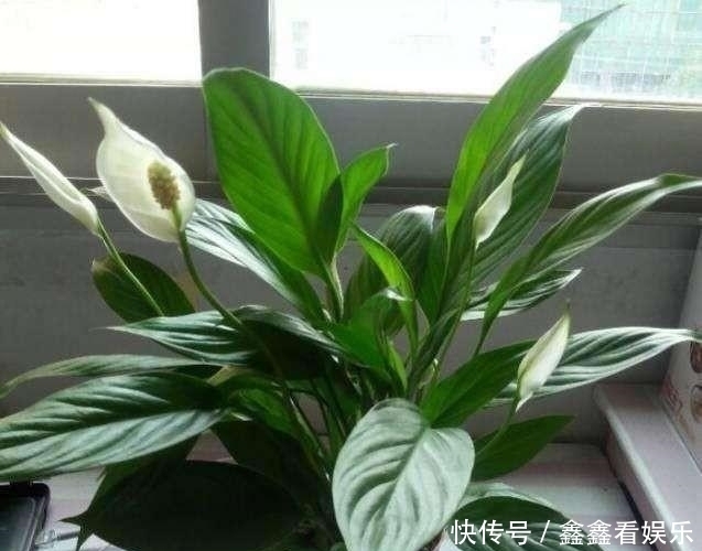 夏至过后,3种花就怕“晒太阳”,一晒就黄叶,特别“难度夏”