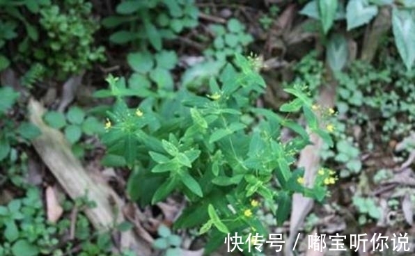 祛风通络|农村有一种野草,有着祛风通络的功效,还能拿来炒菜?