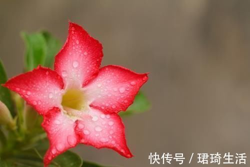 欢饮|3种花花期超长的，开花爆盆很简单，家里养一盆，赏花一整年