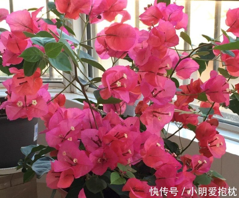 威胁|天热养花,怕度夏难,盆栽切记4点,高温造不成威胁