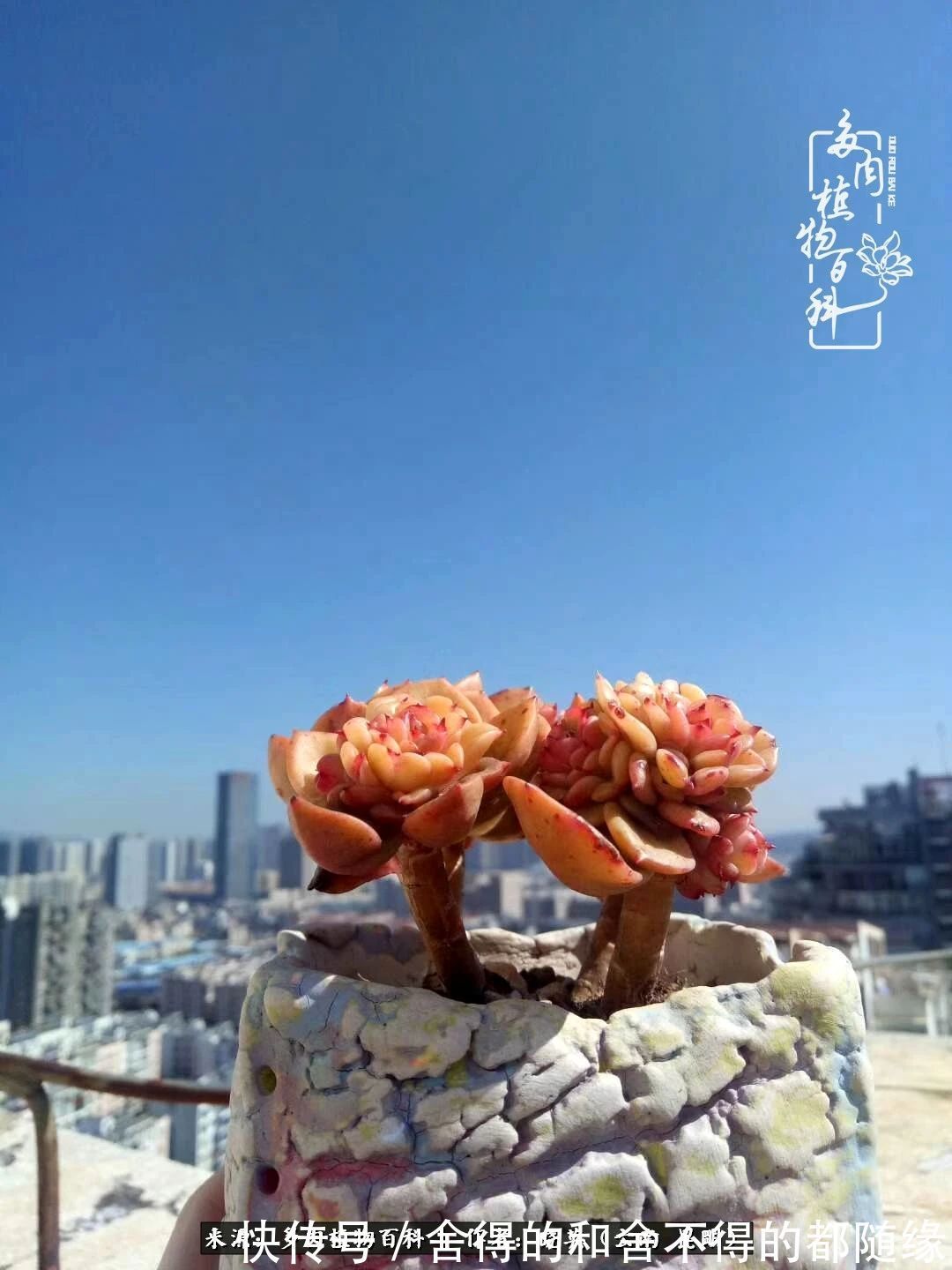 生活的本质就是爱,喜悦,和平!养多肉的快乐是金钱买不到的!