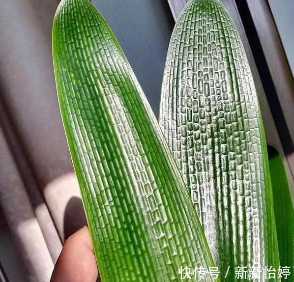 君子兰养半年没变化,爷爷只用一勺“它”,像打了鸡血般开花爆盆