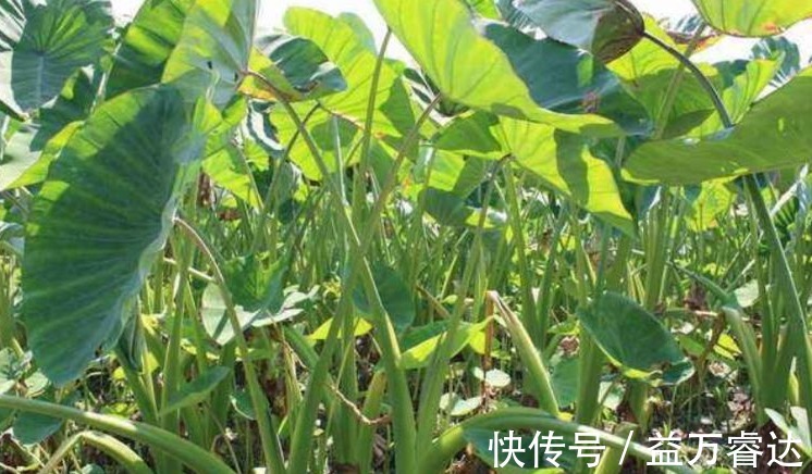 美容养颜|立秋后常吃此野菜,能清肠排毒,美容养颜,早知早受益