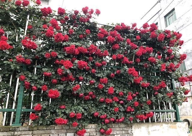 盆栽|开大红花的藤本月季,漂亮又喜庆,三季开花,种植容易,盆栽也行