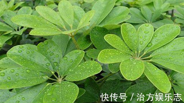 盆栽|盆栽鸭掌木夏季怎么养护注意几点，远离黄叶落叶，安全度夏
