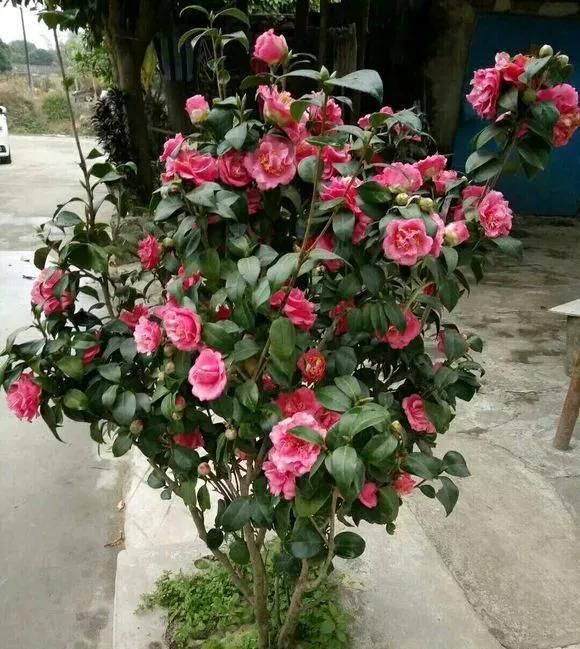 浇水|这3种花上档次,阳台养一盆,开花比香水还好闻