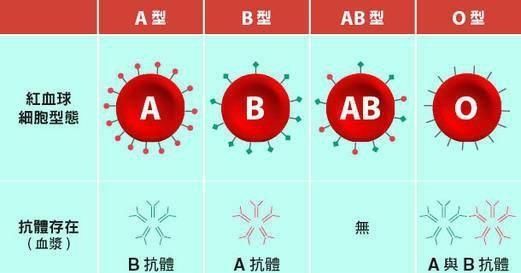 A型血和b型血父母 能生出o型血的孩子吗 科学家 能 快资讯