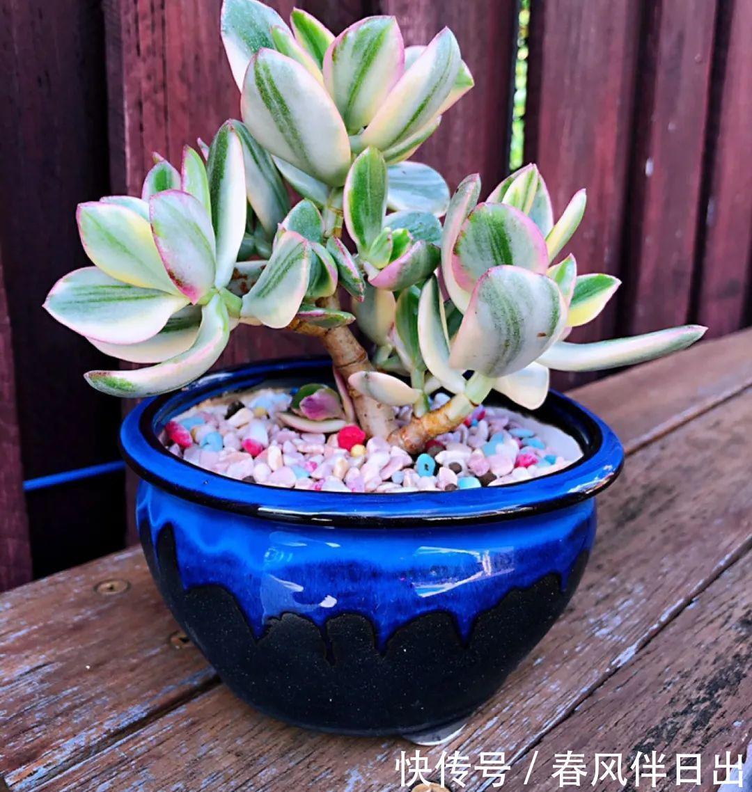 超级耐旱花,整个冬天不浇水,还能胖一圈!