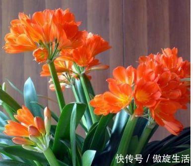 4种花适合养家里,好养漂亮,清新养眼,越来越多人在养