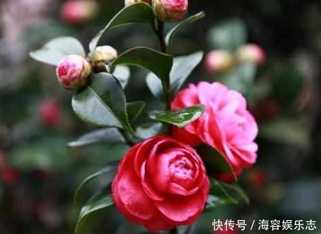 叶子|茶树只长叶子却不开花,学会这些方法,茶花爆满枝头