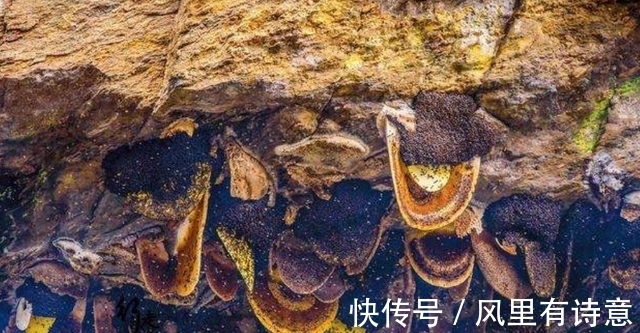 采蜜人|喜马拉雅悬崖上的采蜜人:百米高空拿命采蜜,每公斤蜂蜜卖2万元