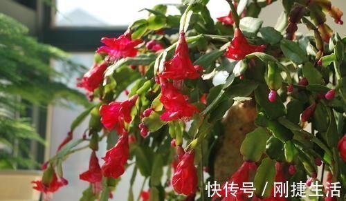 黄叶|最厉害的养花营养液，蟹爪兰喝一勺，不掉花苞不黄叶，蹭蹭开一盆