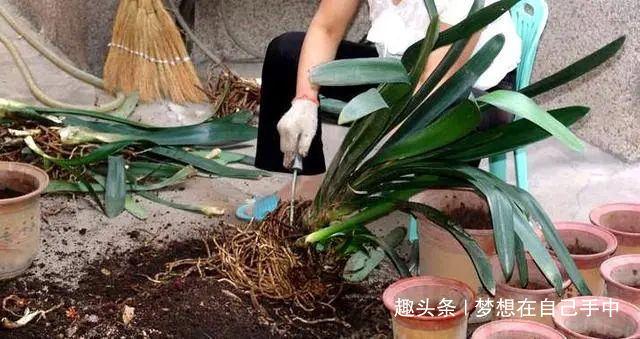 新芽|君子兰换盆,多做“这1步”,15天恢复生长,比往年花量多得多
