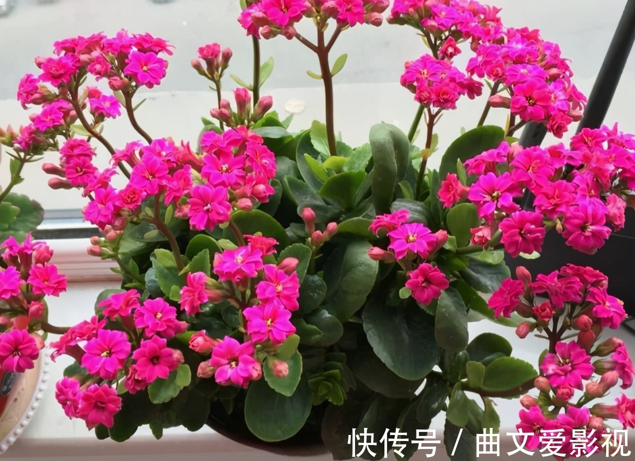 植物|养花别再把水和肥“分2回事”了,浇点它,盆栽土又湿又肥