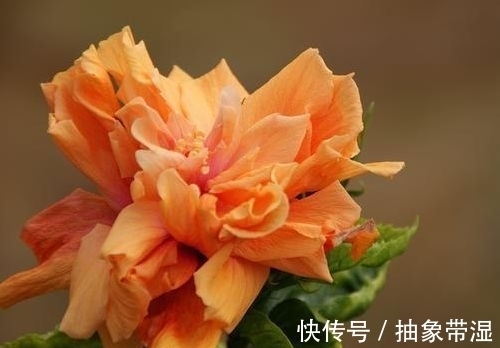 新手|就选这些花，沾土就活，生根快开花早，新手也能插活