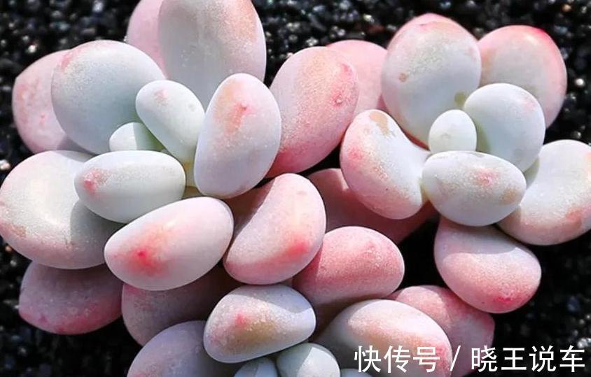 喜欢多肉洛神,天冷后这样养,出状态粉红粉红的,真美