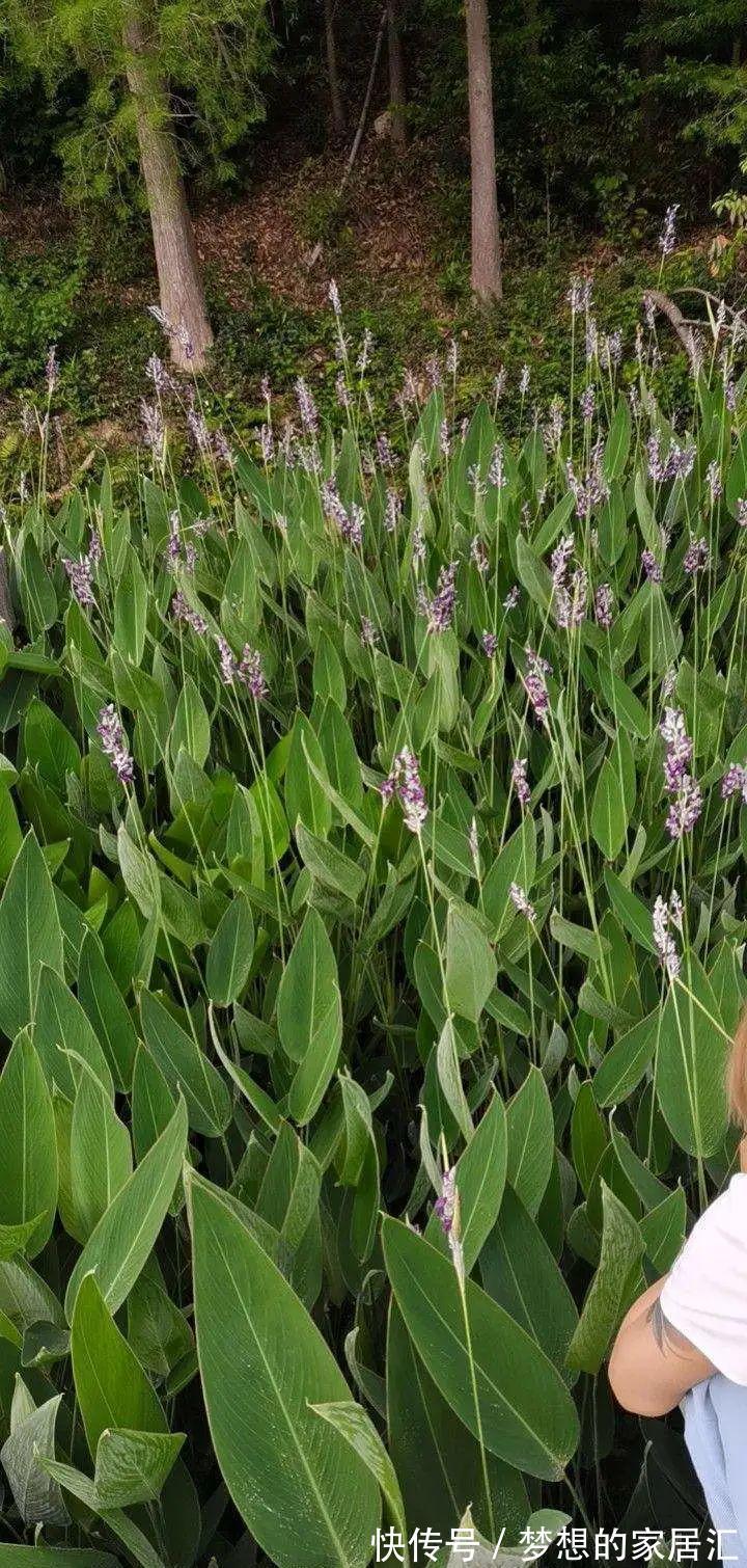 10种花太能喝水,一天一瓢水,7天爆满缸