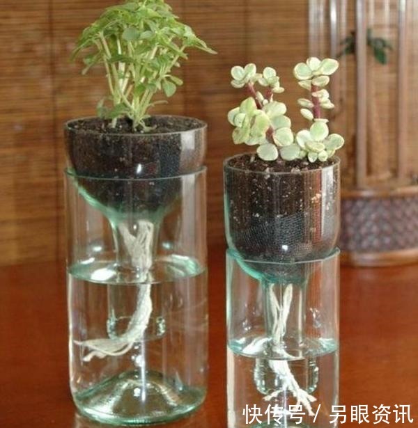 别再花钱买花盆了,将塑料瓶一处理栽花,比买来的更漂亮、独特