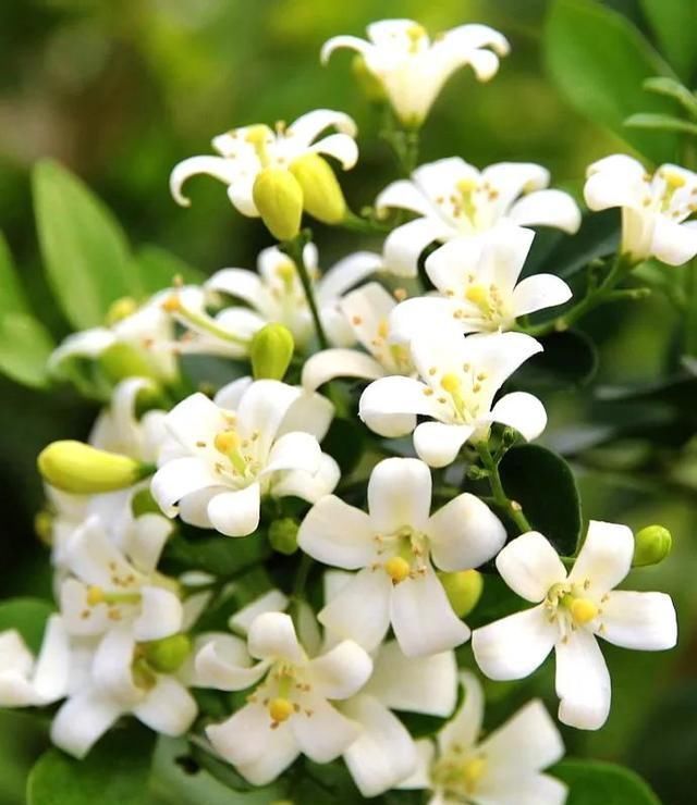 一盆九里香,阳台香飘飘,6款盆景造型玩法,哪一款受你青睐